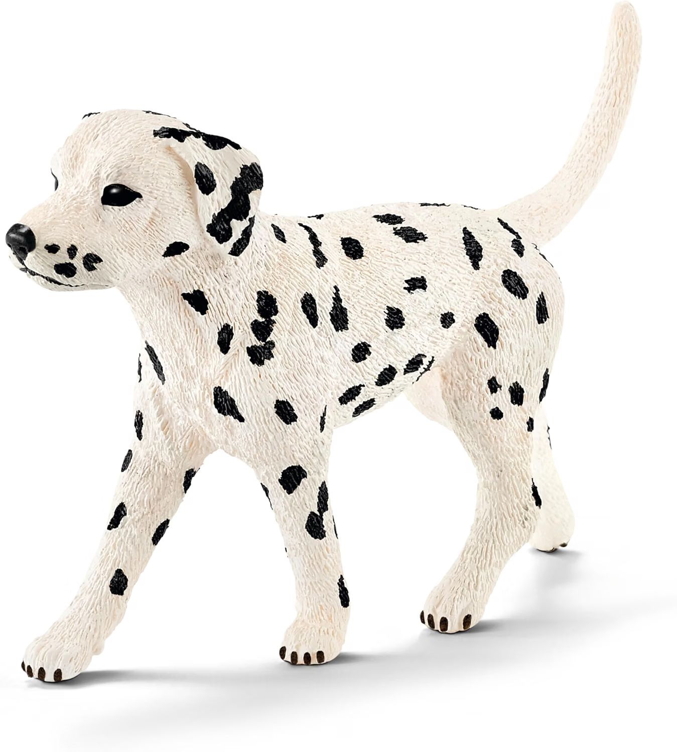 Dalmatian (male)