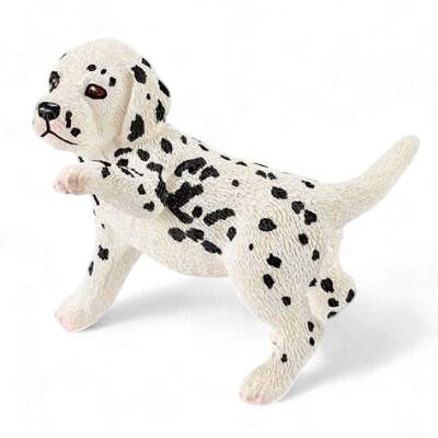 Dalmation Puppy