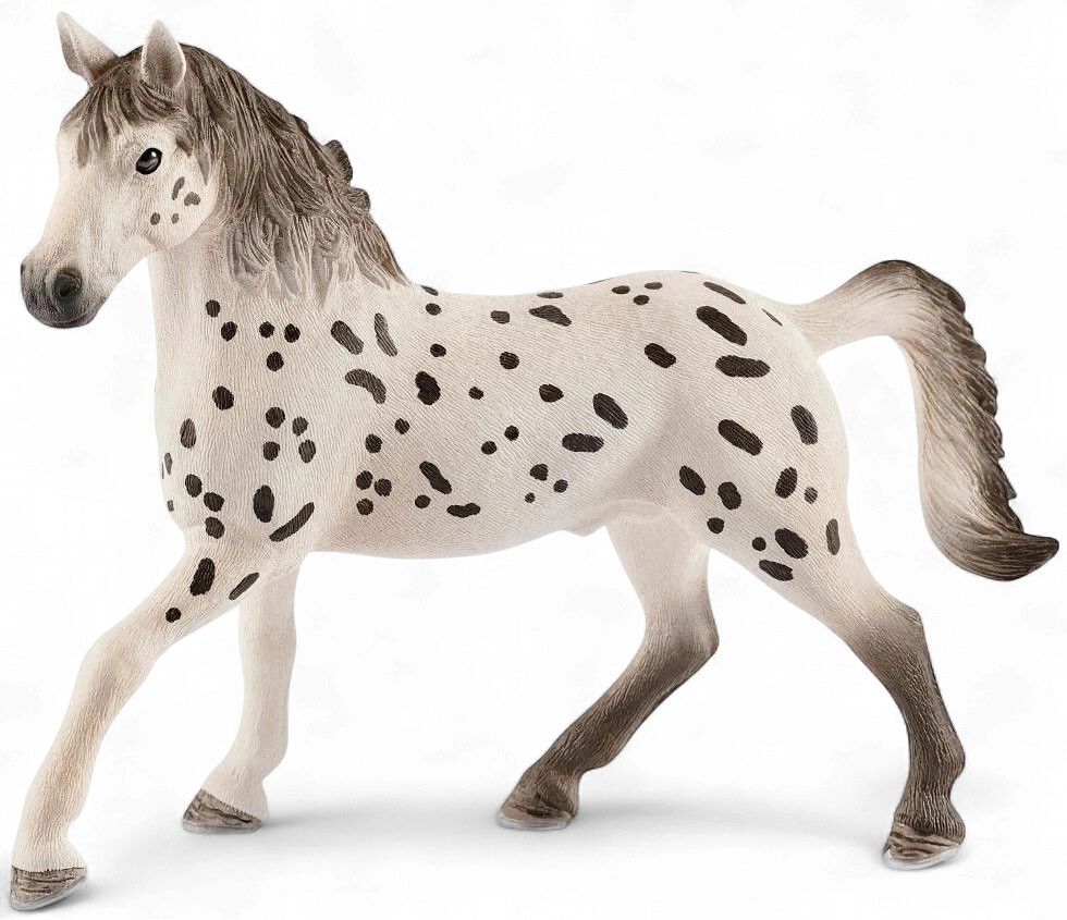 Knabstrupper Stallion