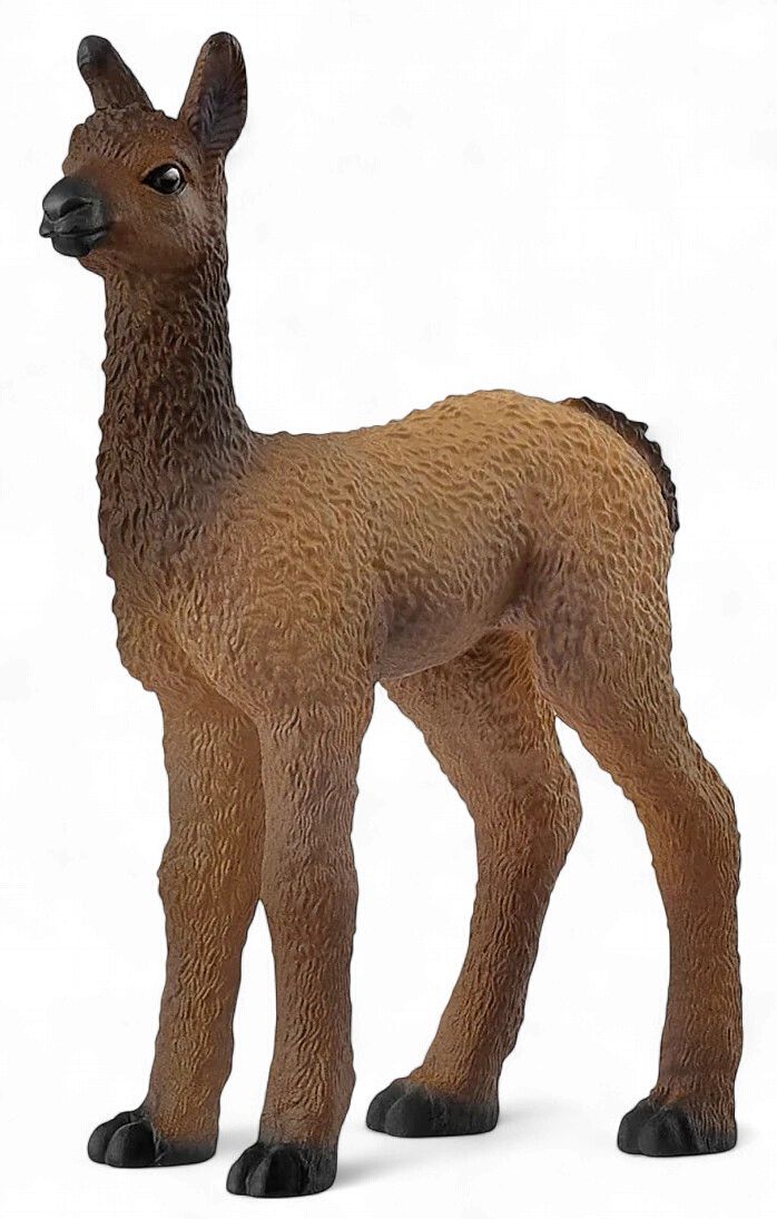 Llama Foal