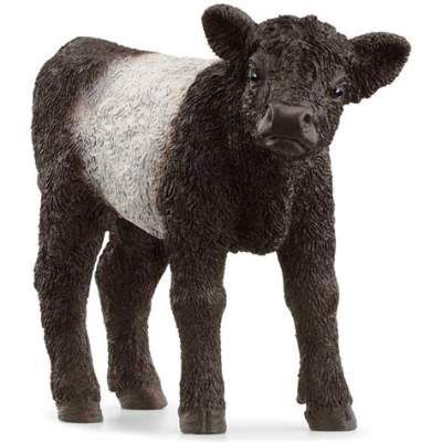 Galloway Cattle