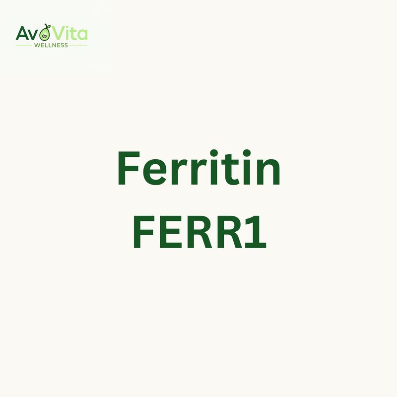 Ferritin - FERR1