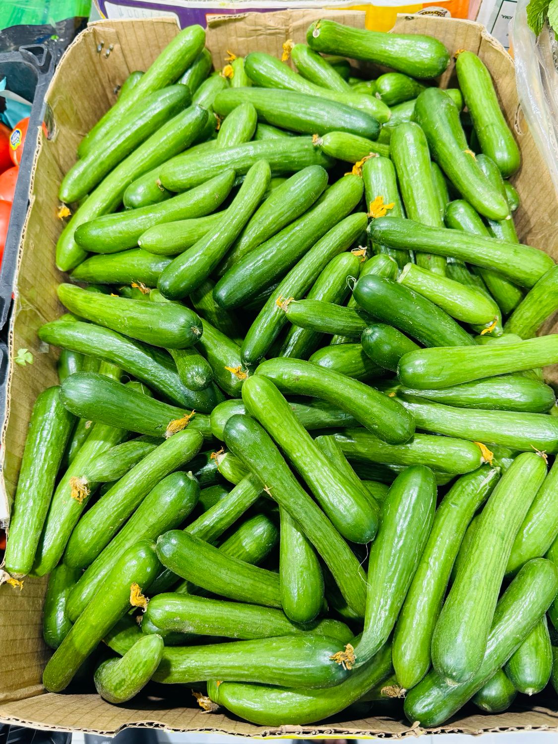 Cucumbers-خیار قلمی