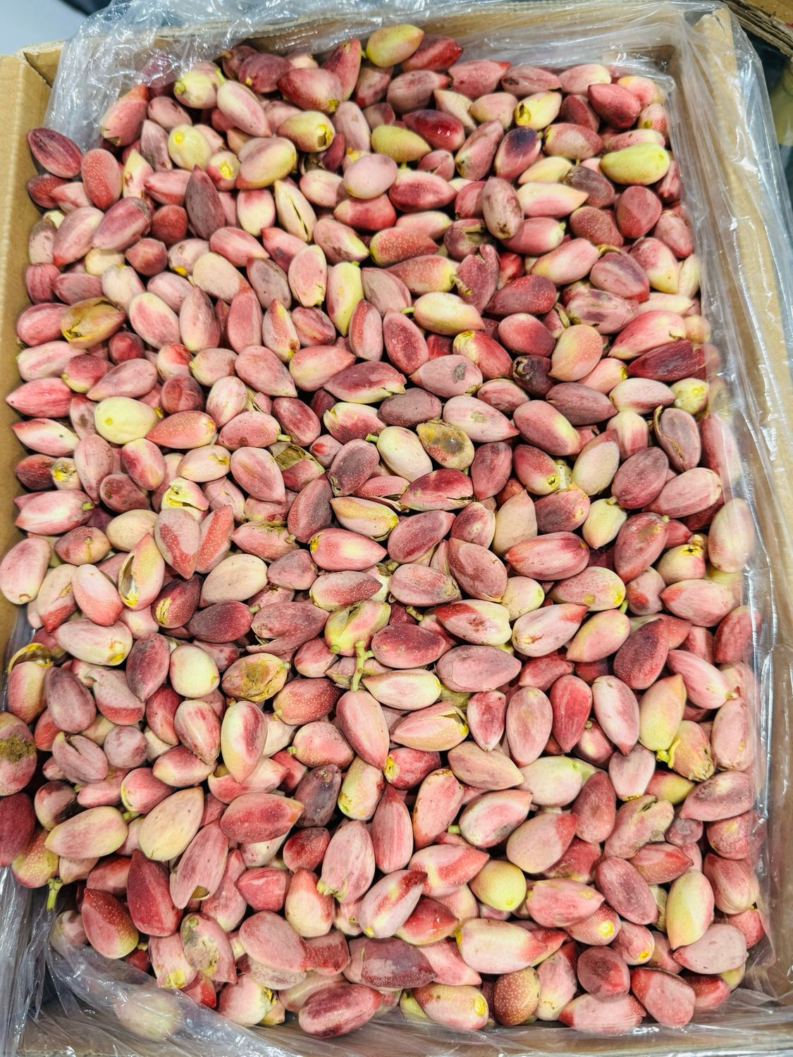 Fresh pistachios . پسته تازه اکبری