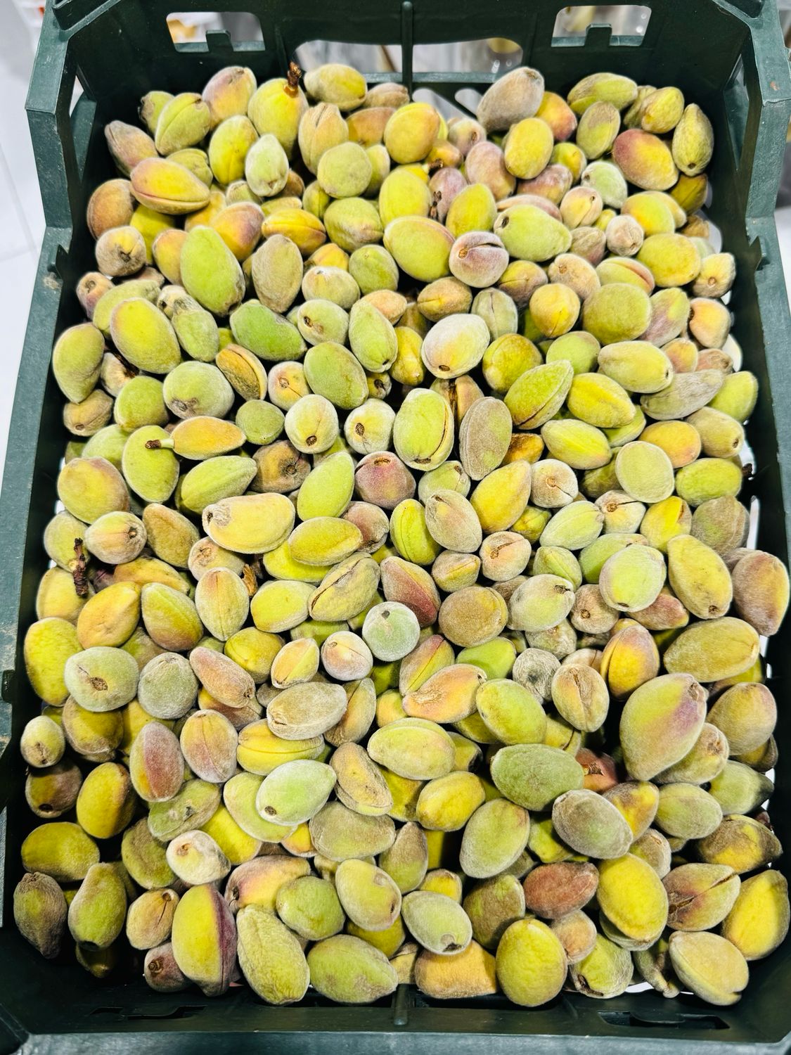 Fresh almonds . بادام تازه