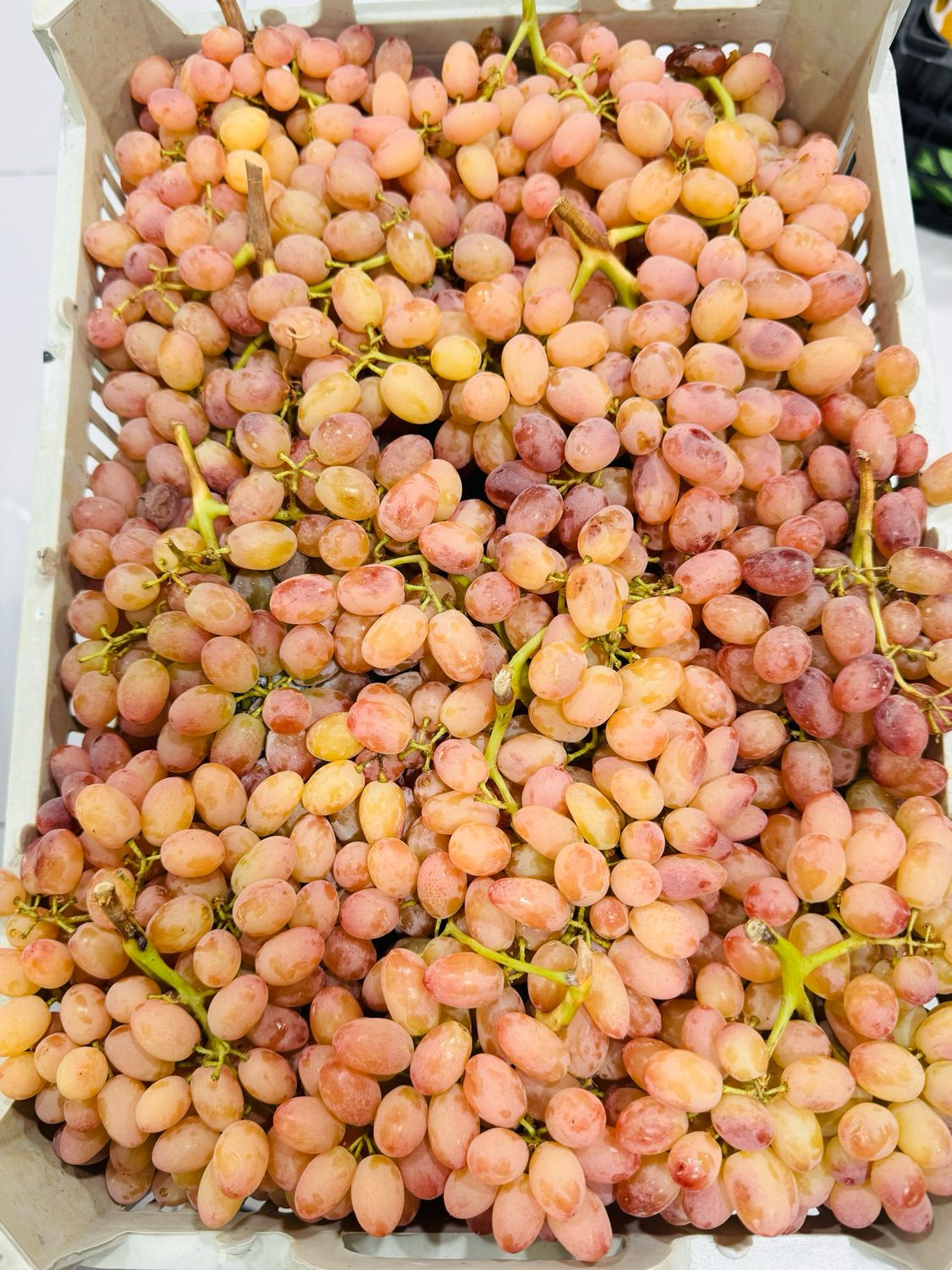 Red grapes . انگور قرمز اورمیه