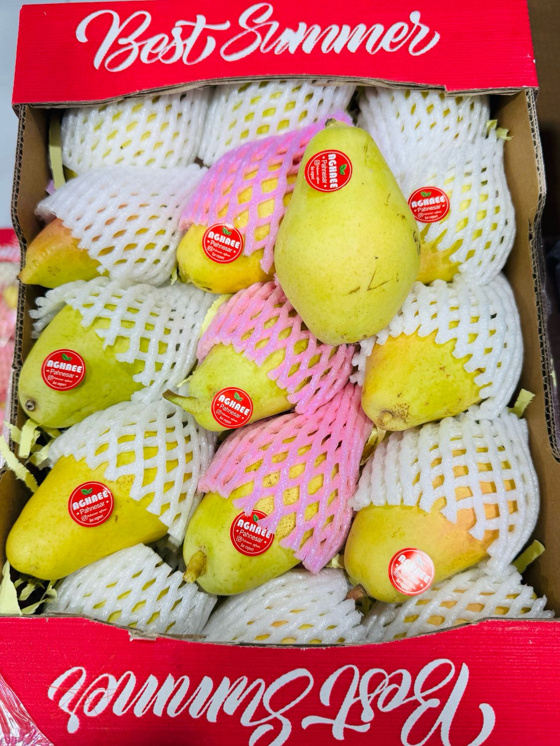 Beirut pear . گلابی بیروتی