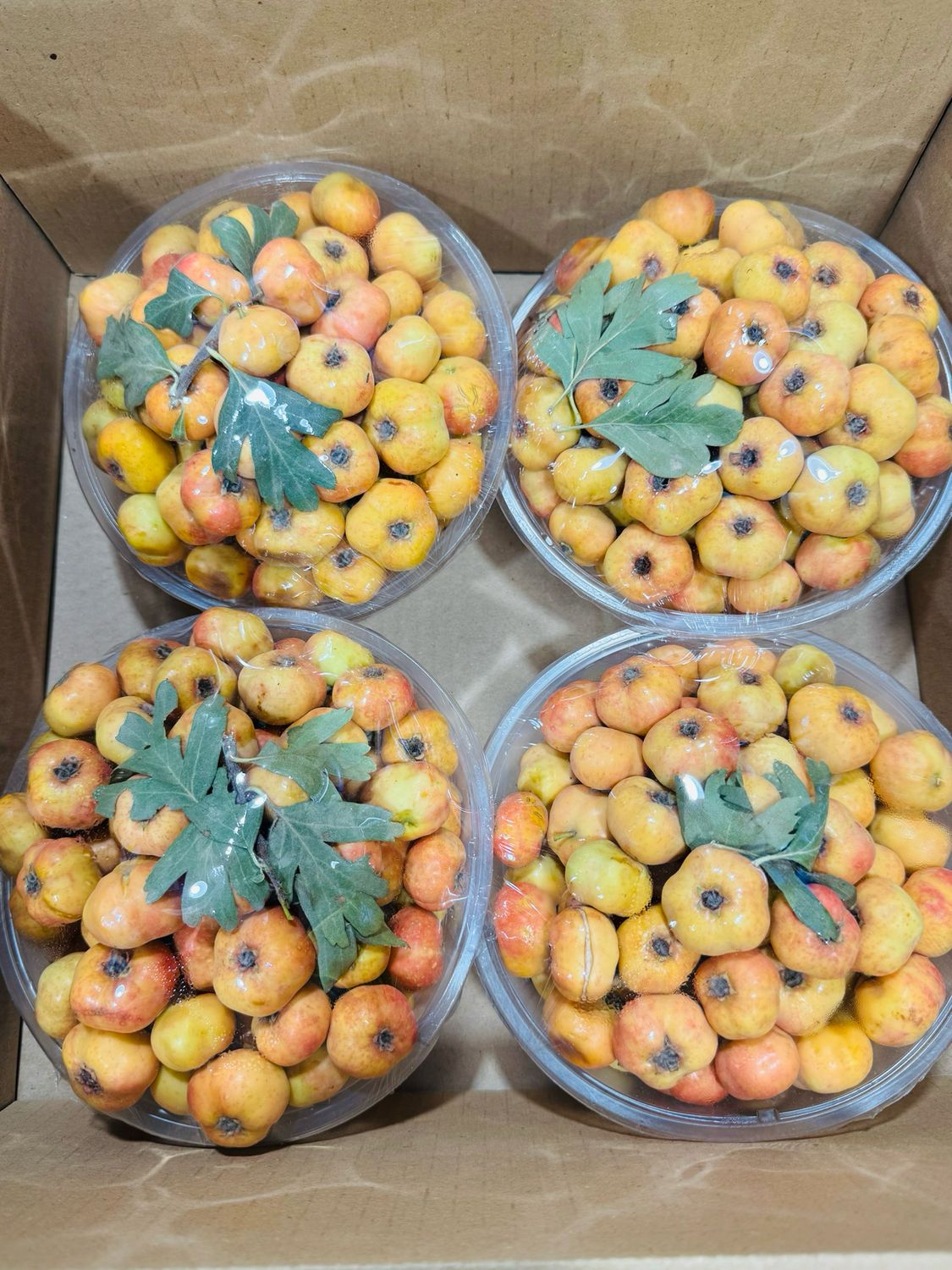 Hawthorn . زالزالک