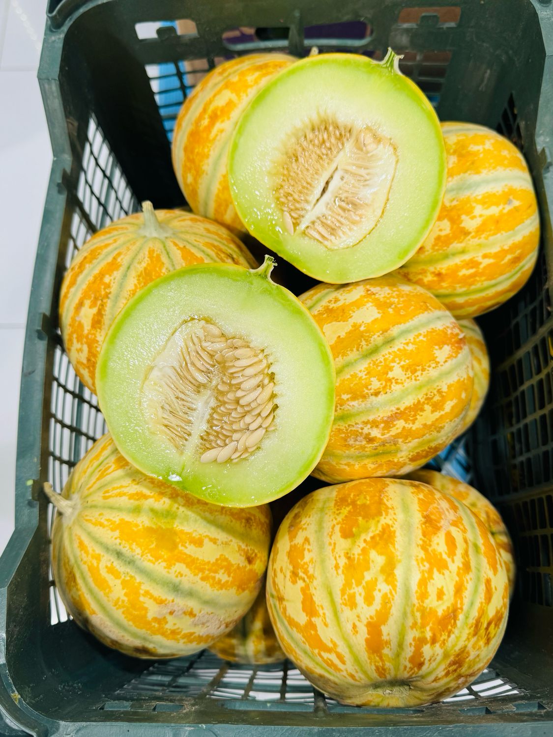 Sweet melon . طالبی ریش بابا