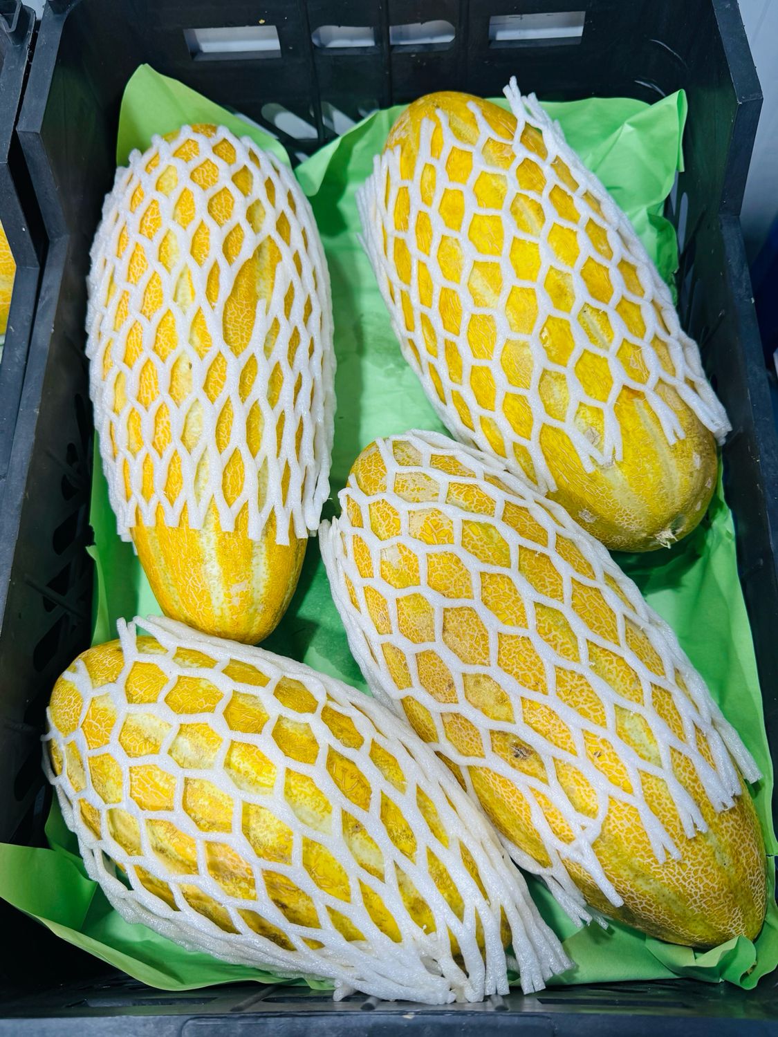 Mashhad melon . خربزه مشهدی