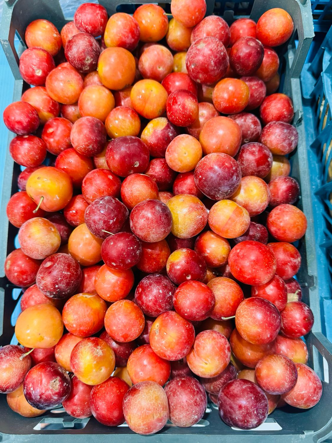 Wild plum . آلو جنگلی