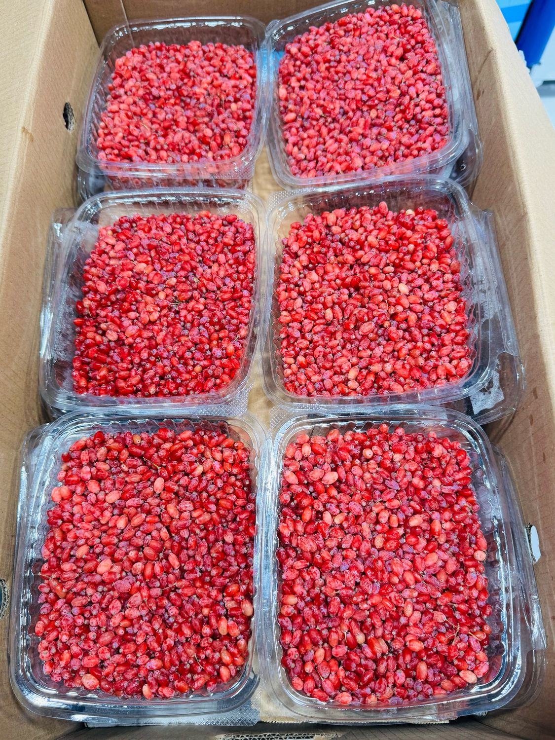Fresh barberry . زرشک تازه پاک کرده