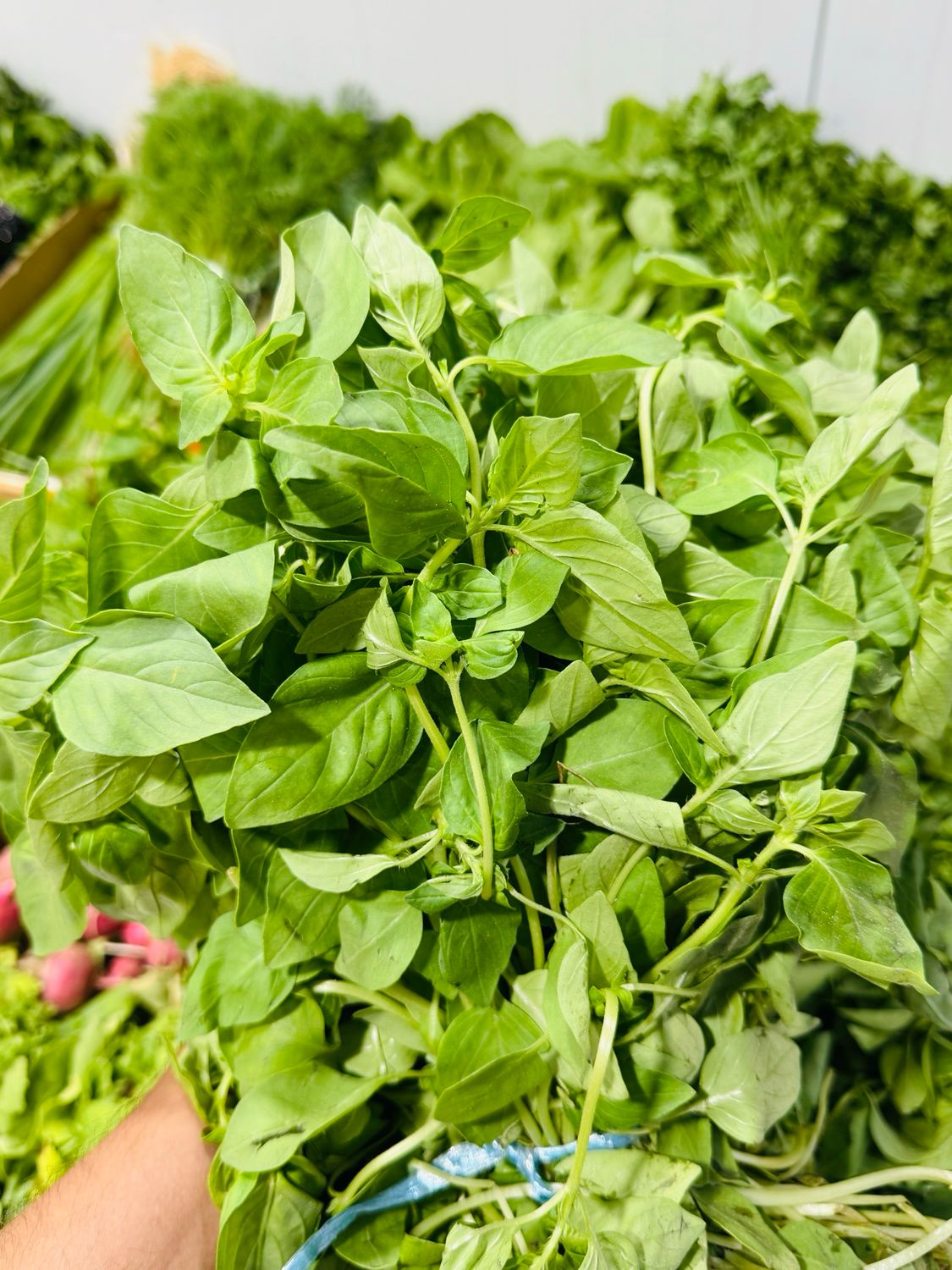Basil . ریحان