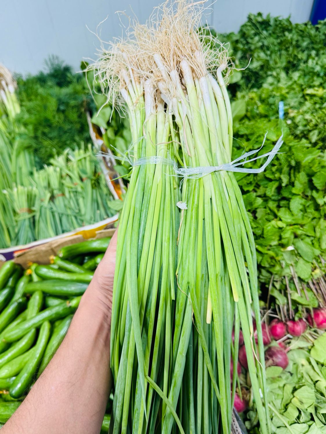 Spring onion . پیازچه