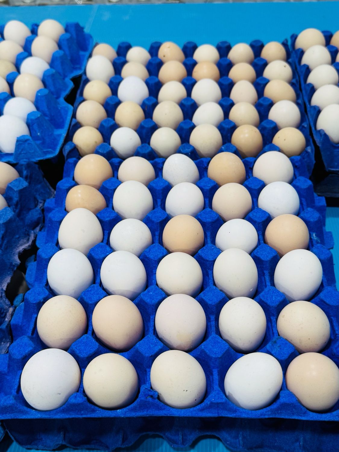 Local eggs . تخم مرغ محلی