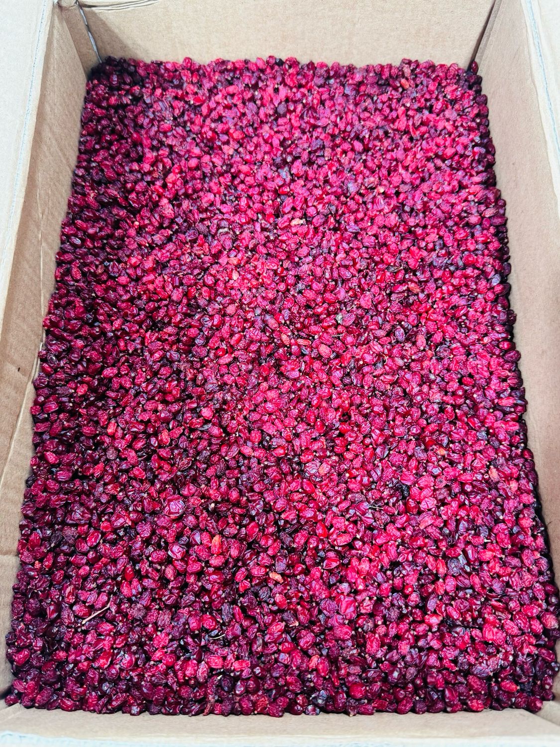 Dried barberry . زرشک خشک