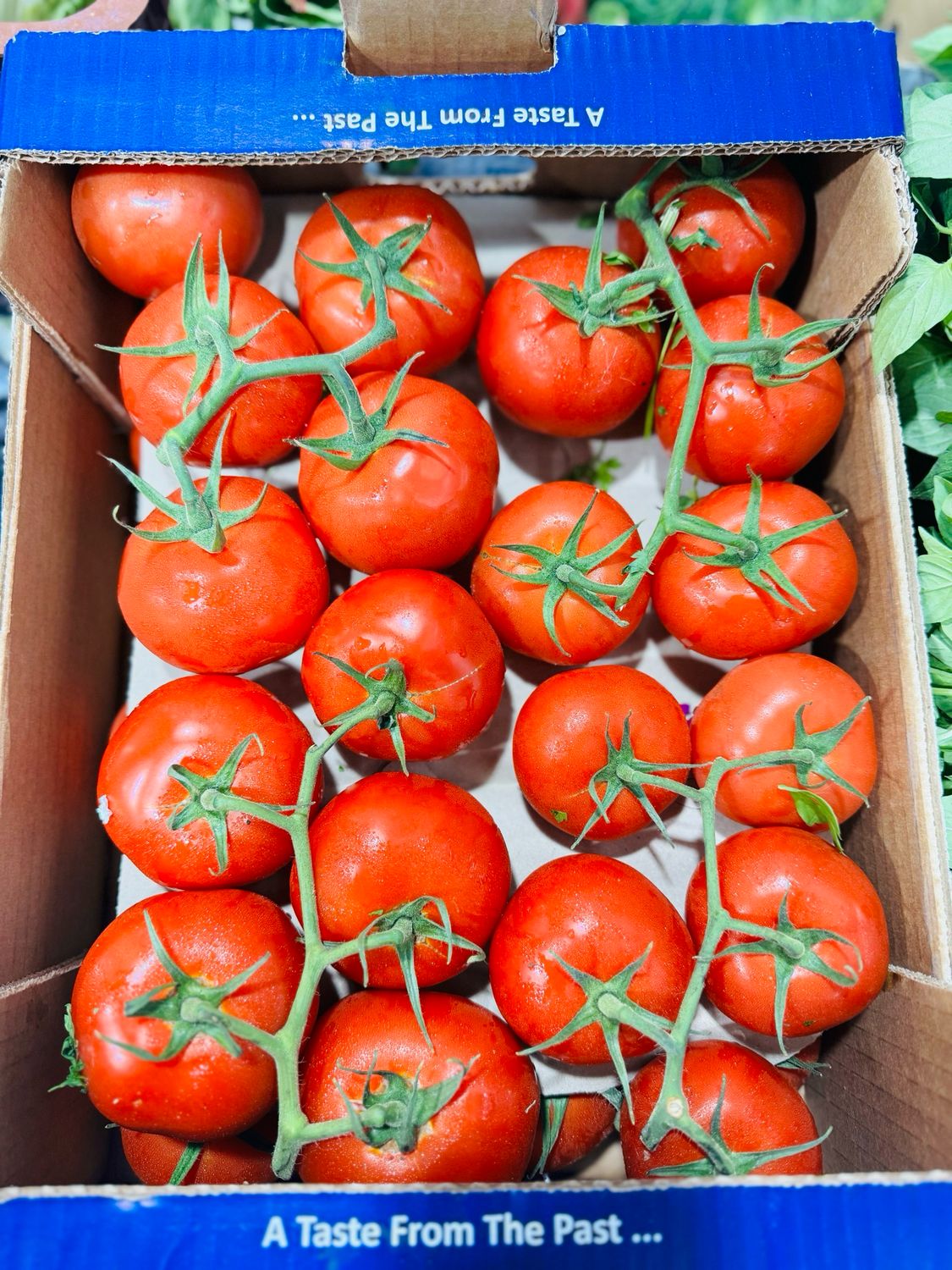 Tomatoe .  گوجه فرنگی خوشه ای