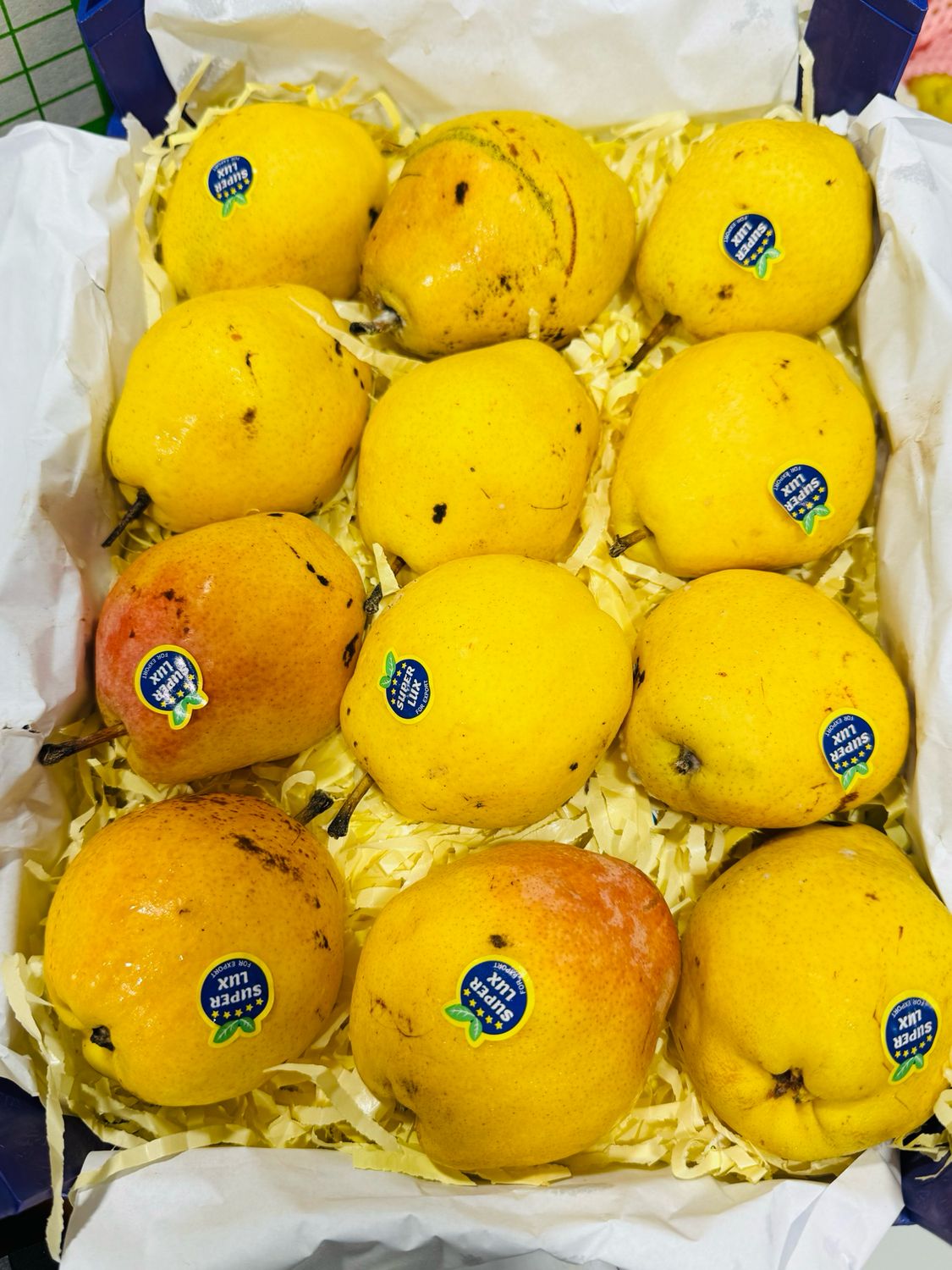 Pear. گلابی بندر گز