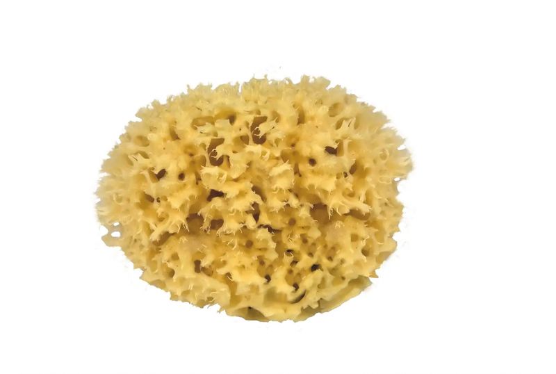 Sustainable Natural Sea Sponge