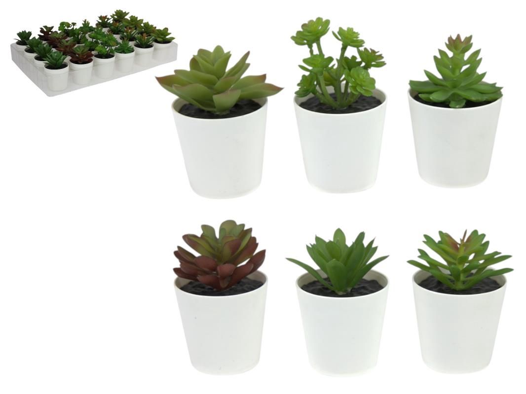 10CM SUCCULENT IN WHITE POT 6 ASS