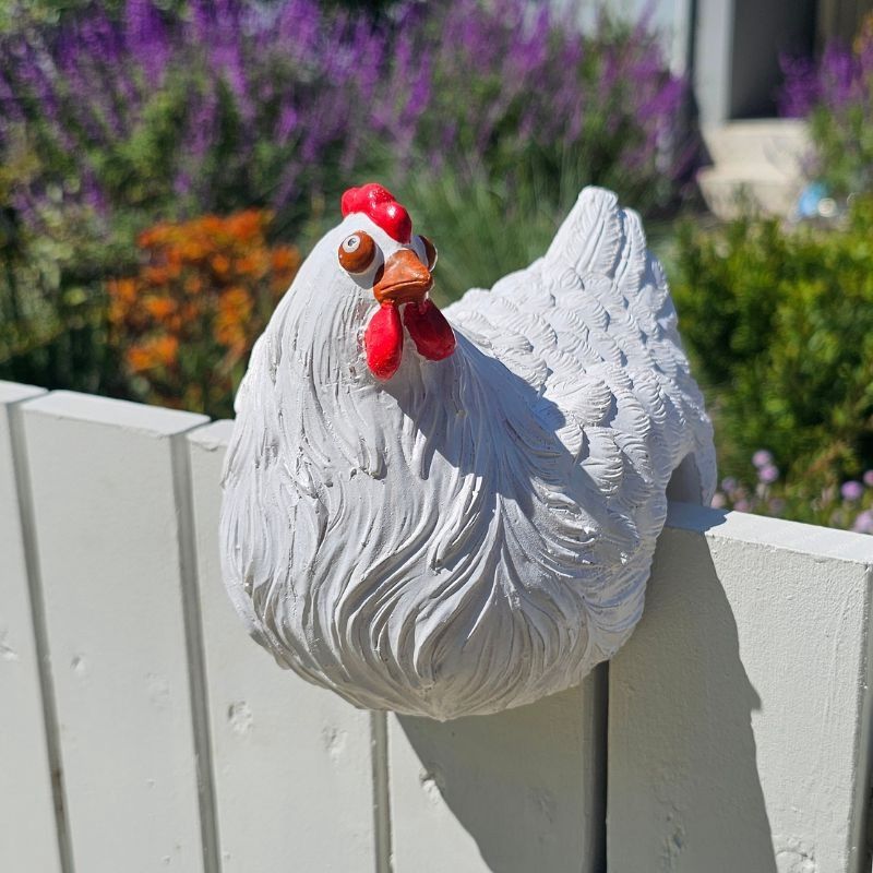 White Fence Sitting Chook