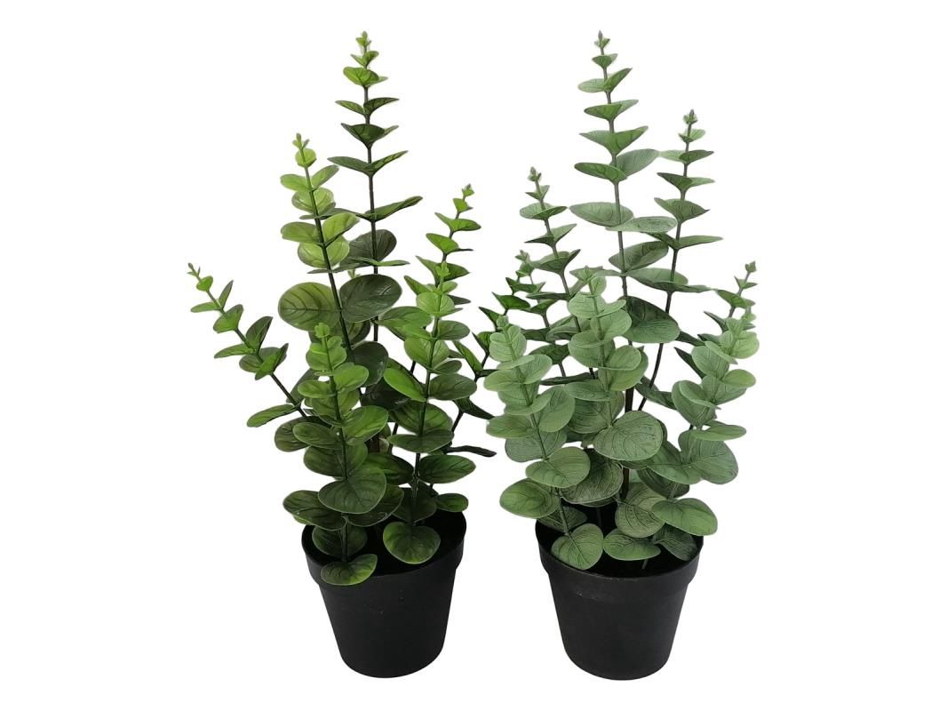 46cm Eucalyptus Plant in Black Pot 2 Ass