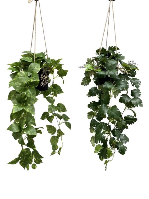 70cm Hanging Plant 2 Asstd