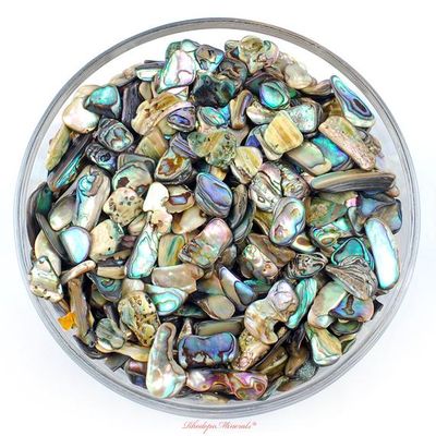 Abalone Shell