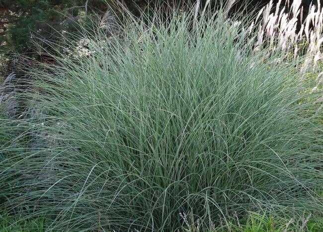 Miskant  Morning Light