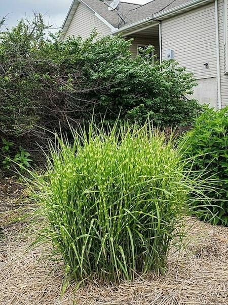 Miskant  Strictus Dwarf