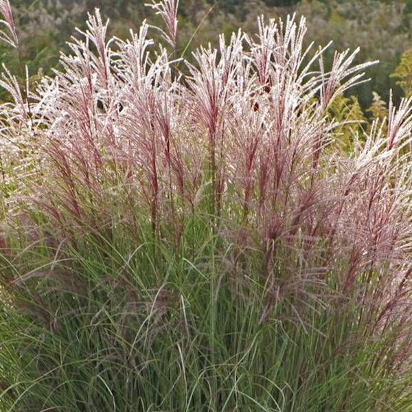 Miskant  Silberspinne