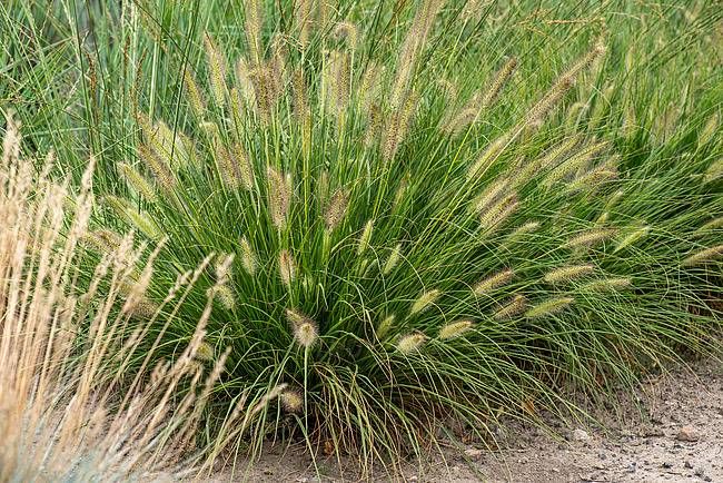 Rozplenica Gelbstiel