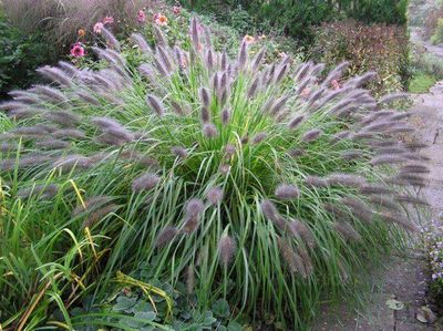 Rozplenica Viridescens Rozplenica Viridescens