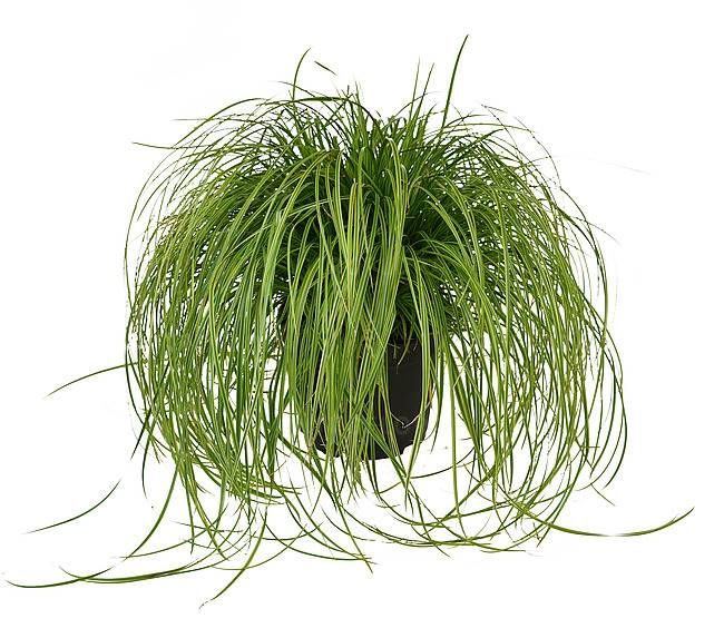 Turzyca Gold Fountain