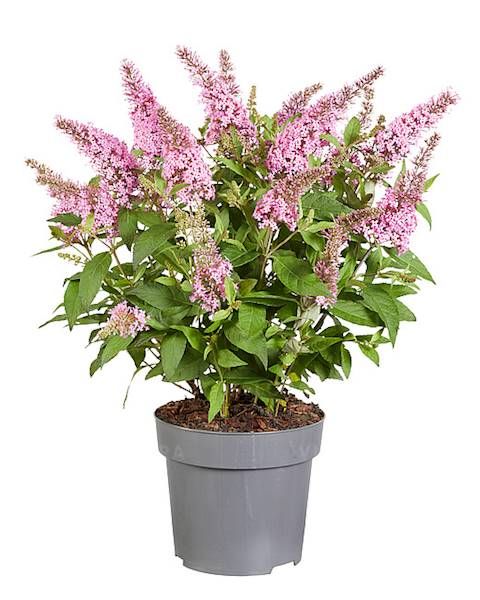 Budleja Butterfly Candy Little Pink