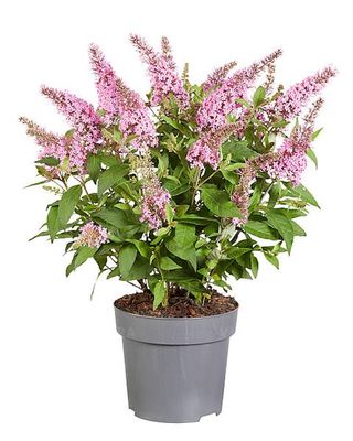 Budleja Butterfly Candy Little Pink
