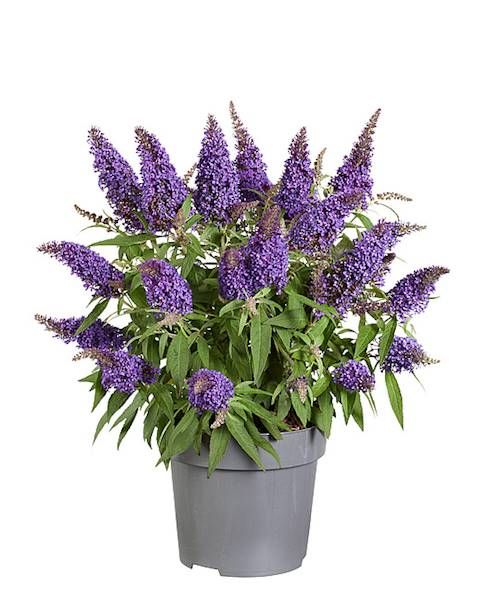 Budleja Butterfly Candy  Little Purple