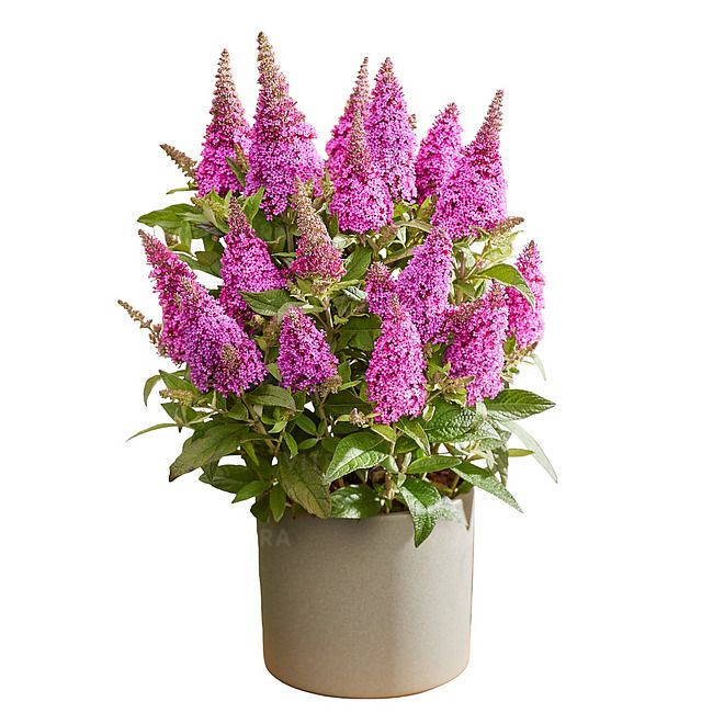 Budleja Butterfly Candy  Little Cerise