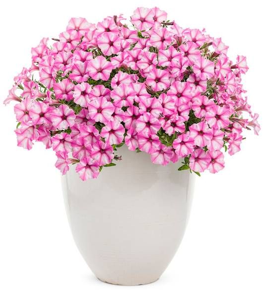 Supertunia MINI VISTA Pink Star