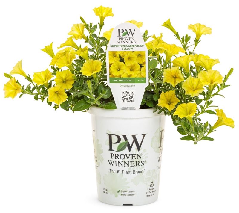 Supertunia MINI VISTA VISTA Yellow