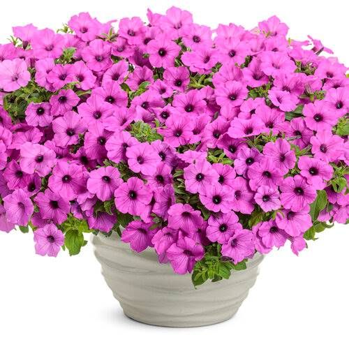 Supertunia VISTA Cool Jazzberry
