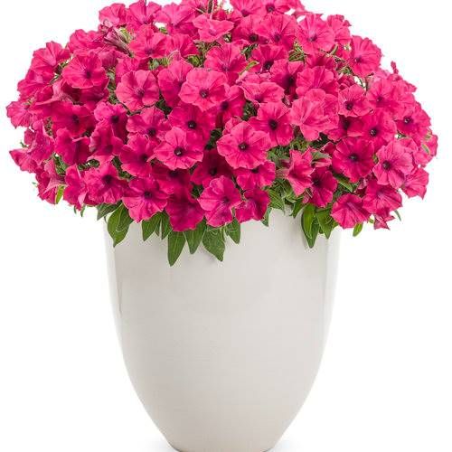 Supertunia VISTA Cool Fuchsia