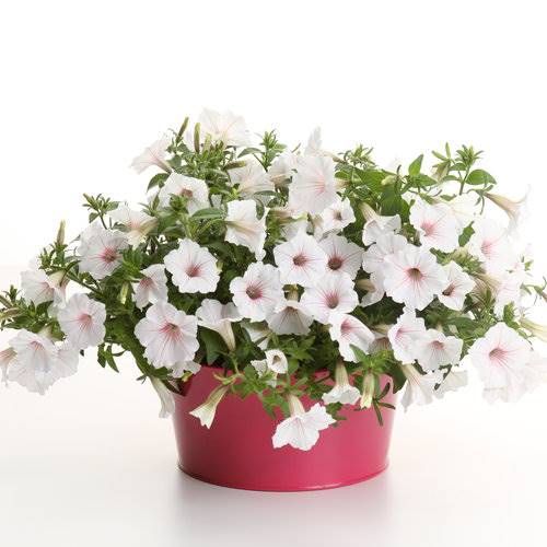 Supertunia VISTA Cool  Silverberry