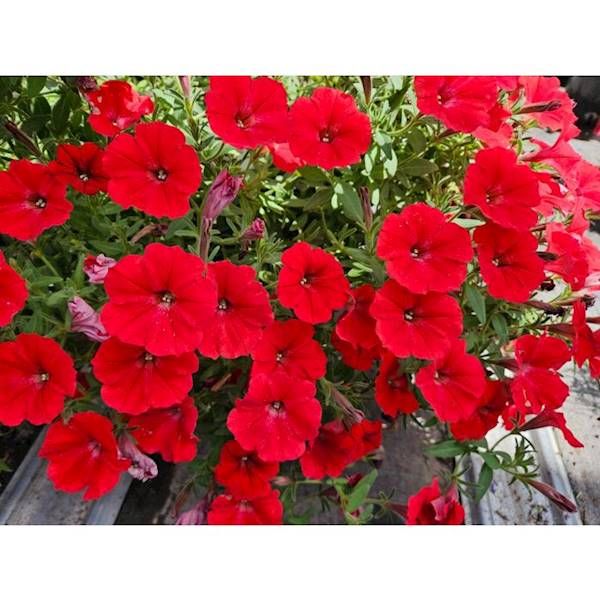 Supertunia VISTA Cool Strawberry