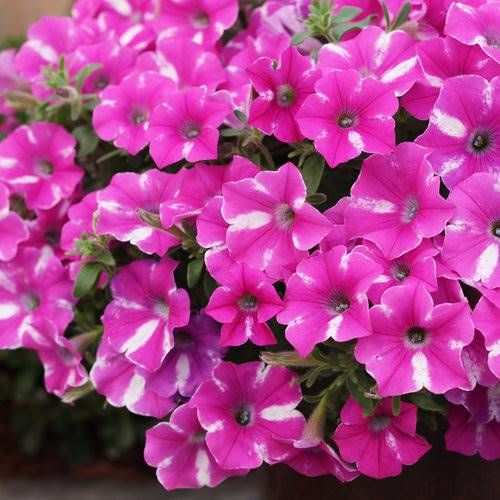 Supertunia VISTA Cool  Raspberry Star