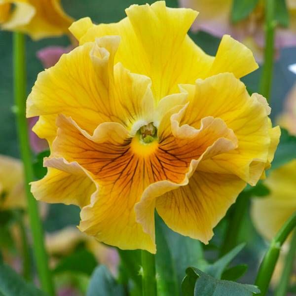 Bratek Ruffles Amber Glow