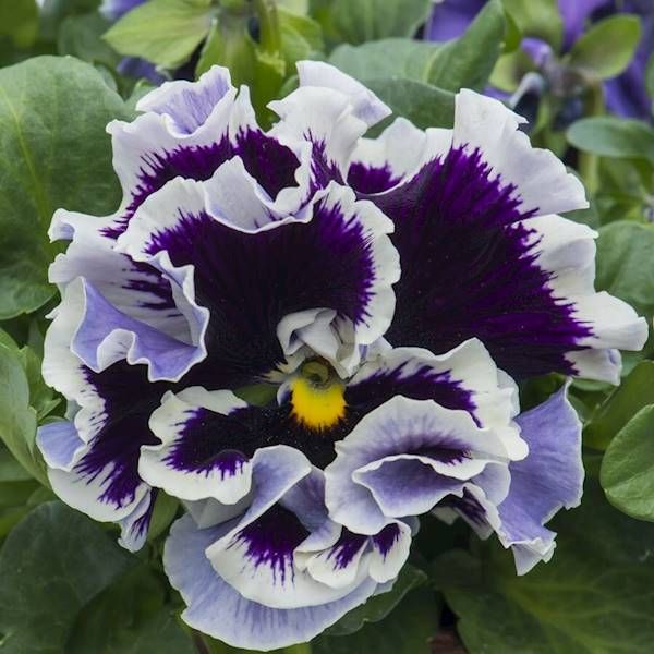 Bratek Purple White Rim