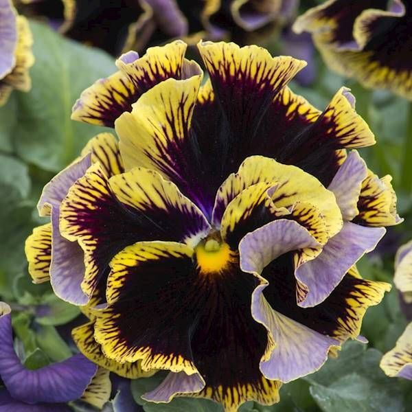 Bratek Ruffles Dark Heart