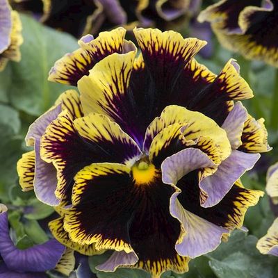 Bratek Ruffles Dark Heart