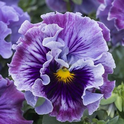 Bratek Ruffles Soft Lavender